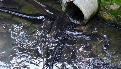 廣西南寧下水道清淤時(shí)捕獲大量鯰魚，視頻拍攝者猜測(cè)可能用于疏通下水道