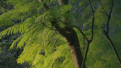 神農(nóng)山有驚喜！