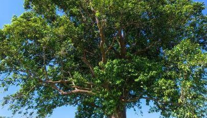 國(guó)家一級(jí)保護(hù)植物豬血木在廣東陽(yáng)春實(shí)現(xiàn)人工擴(kuò)繁