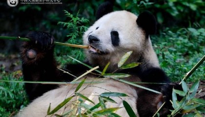 兩人造謠大熊貓“美香”“添添”受虐待牟利！還挑唆人報假警