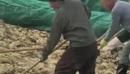 男子在酸菜池內(nèi)抽煙吐痰，官方通報(bào)！