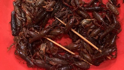 價(jià)格腰斬，還要跌！合肥已大量上市