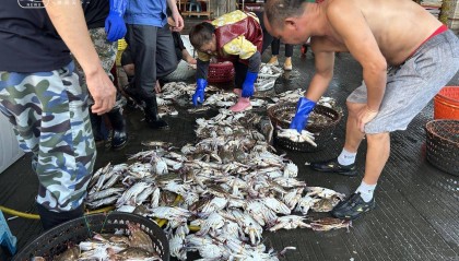 起猛了！東海梭子蟹2元/斤，杭州市場到貨量驚人