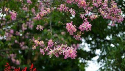 冷空氣明天凌晨到達(dá)廣州市區(qū)，后天起轉(zhuǎn)為晴冷