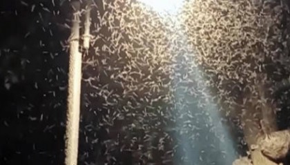密密麻麻！多得像“馬賽克 武漢一湖邊漫天飛蟲