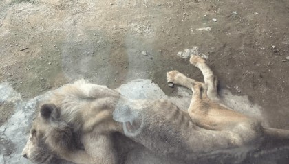 福州一野生動物世界有獅子骨瘦如柴？園方：它已有13歲“高齡”，生活作息進食均正常