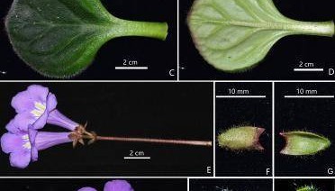 廣西桂林發(fā)現(xiàn)極危新物種全州報(bào)春苣苔