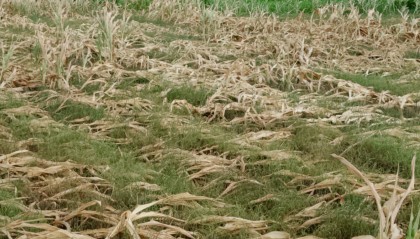 干旱38天后，河南駐馬店農(nóng)民等來了一場(chǎng)雨