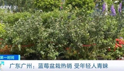 大降價！從100多元一斤到9.9元一盒