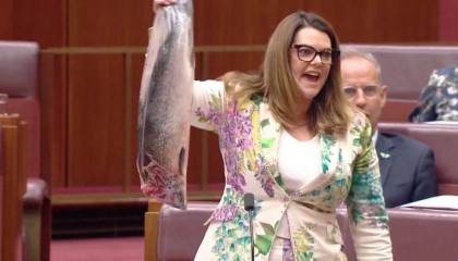 正開會，澳大利亞參議員突然掏出一條無頭死魚