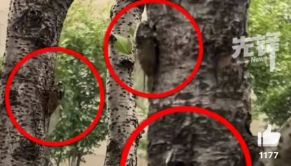 山東父子在上海抓知了降維打擊，“孩子一分鐘徒手抓了十幾只”