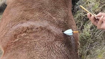 紫牛頭條|多地發(fā)生動(dòng)物遭熱成像無人機(jī)投箭射殺事件,記者調(diào)查:已有地區(qū)將該設(shè)備列為禁獵工具