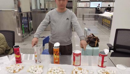 超千枚蛋、案值達(dá)700萬！深圳破獲一起走私瀕危鸚鵡蛋大案