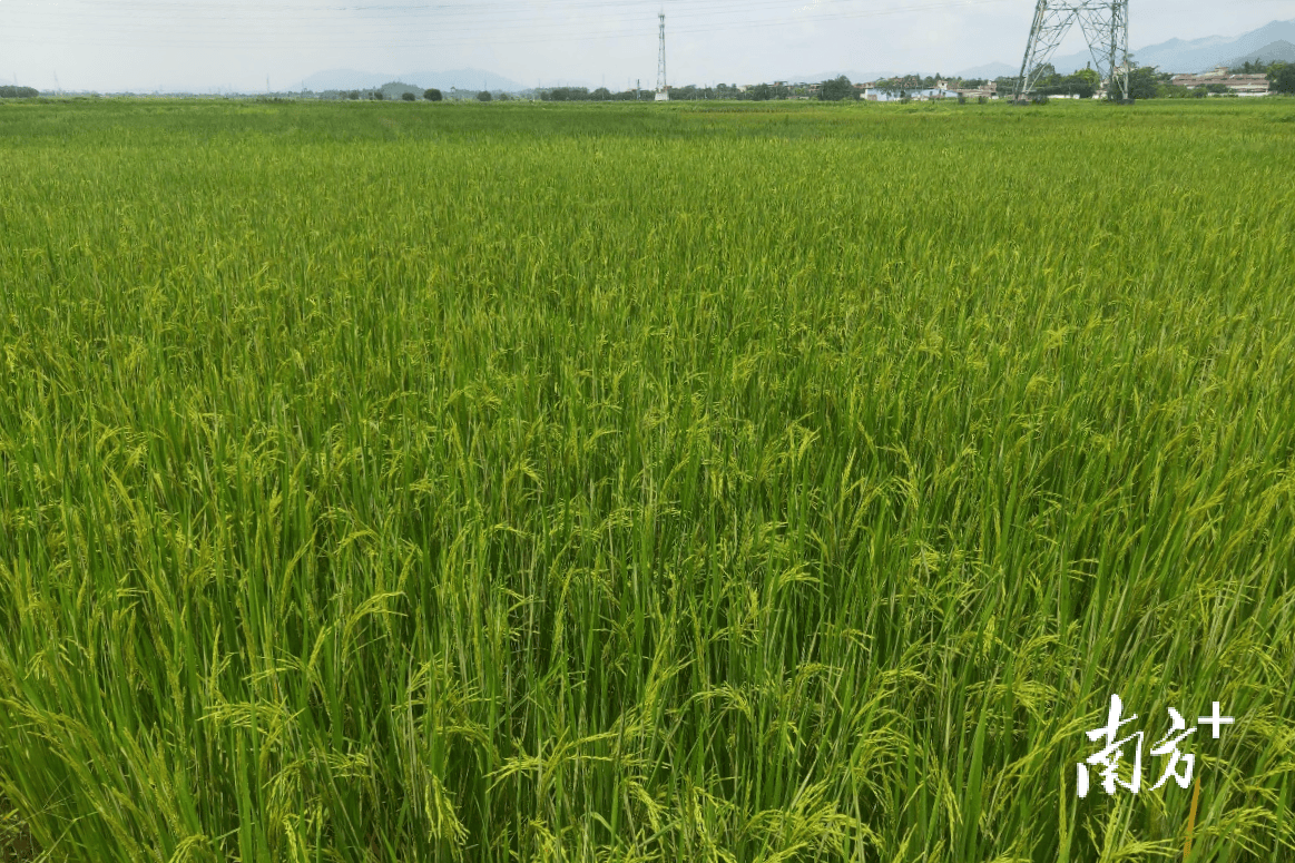 清新太和：又一項(xiàng)目簽約，打造“千畝方”優(yōu)質(zhì)絲苗米產(chǎn)業(yè)基地
