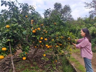 “退出600余微信群” 裸辭回鄉(xiāng)創(chuàng)業(yè)一年 她收獲了啥？