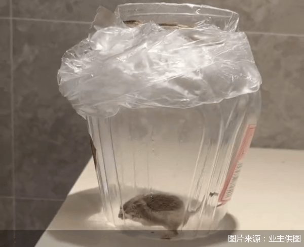 老鼠亂竄、直飲水發(fā)黃，北京業(yè)主千萬元買的和錦誠園居然是這樣