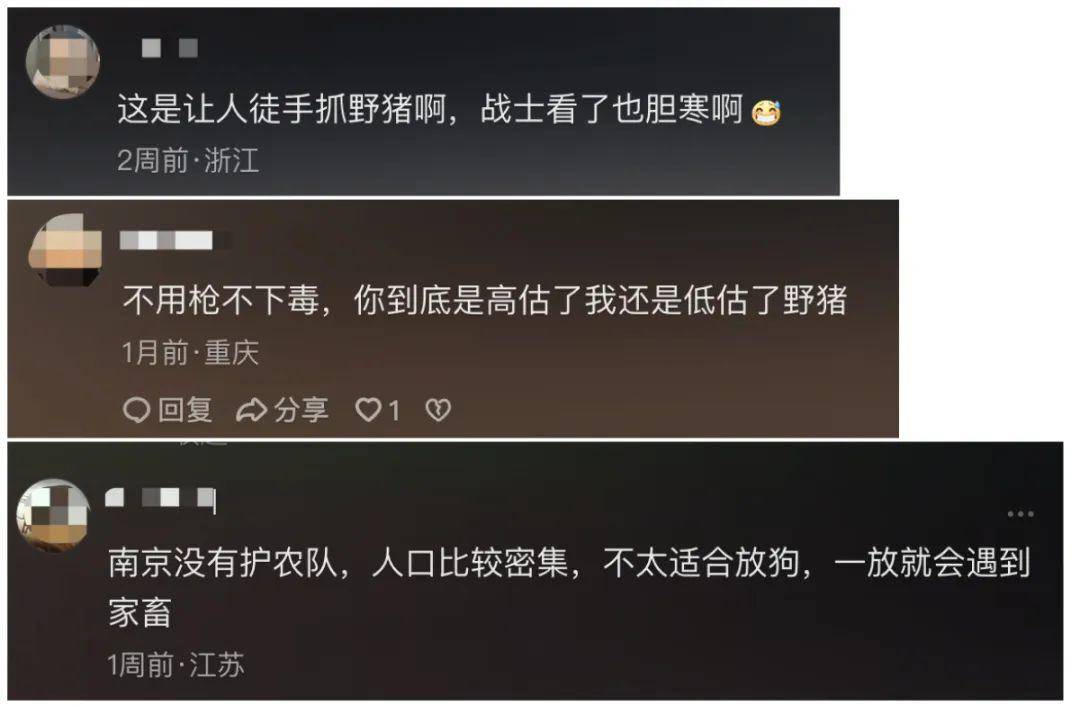 91.5萬元打300頭野豬，南京一企業(yè)中標(biāo)后棄標(biāo)，知情人：人手不夠放棄