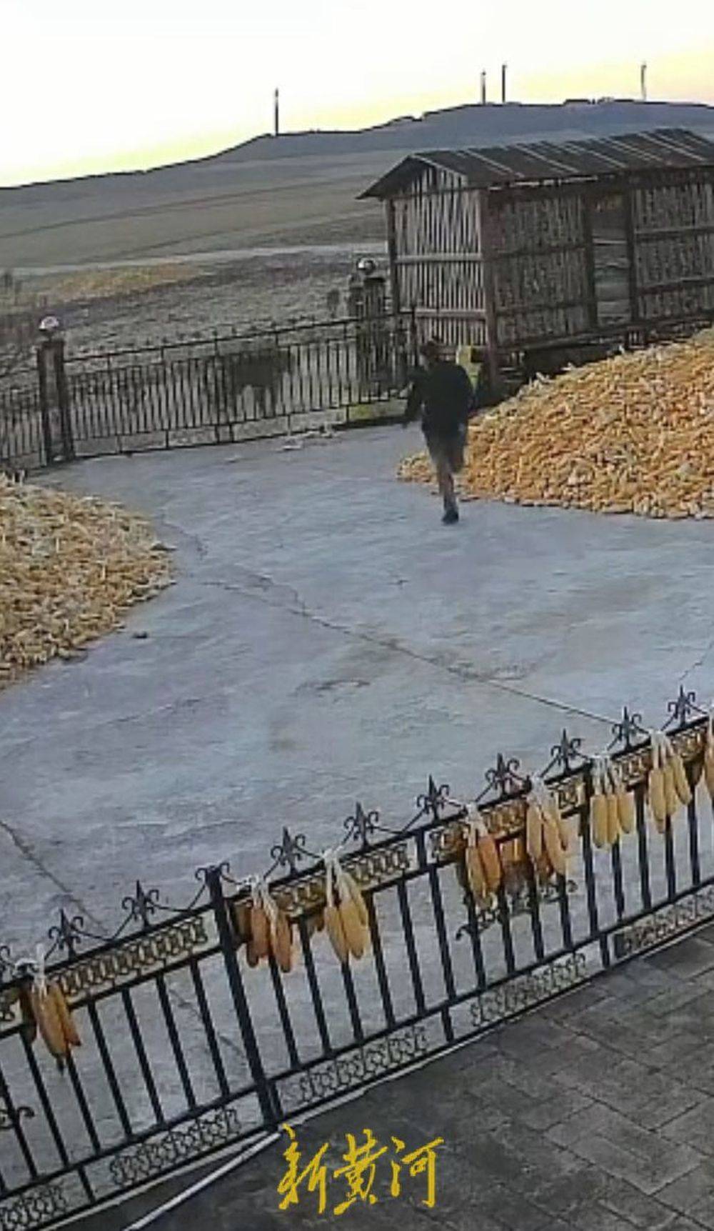 黑龍江一地疑出現(xiàn)老虎進村咬傷村民，家屬稱左手大概率保不住，當?shù)鼗貞?yīng)：相關(guān)部門已到達現(xiàn)場