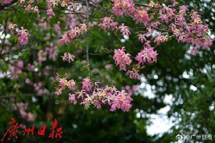 冷空氣明天凌晨到達(dá)廣州市區(qū)，后天起轉(zhuǎn)為晴冷