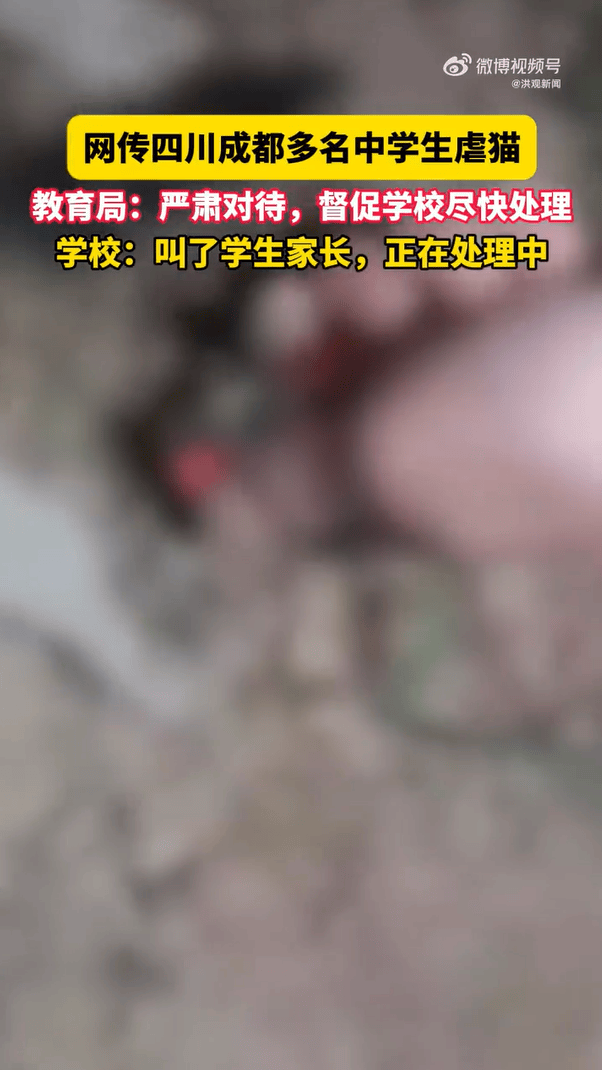 官方通報“成都4名初中生組團虐貓”：對涉事學(xué)生批評教育，停課反省