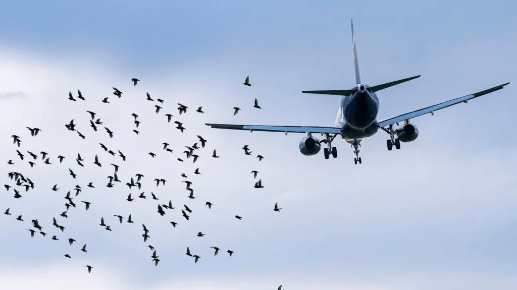 航空專家：撞鳥本身通常難以導(dǎo)致飛機墜毀