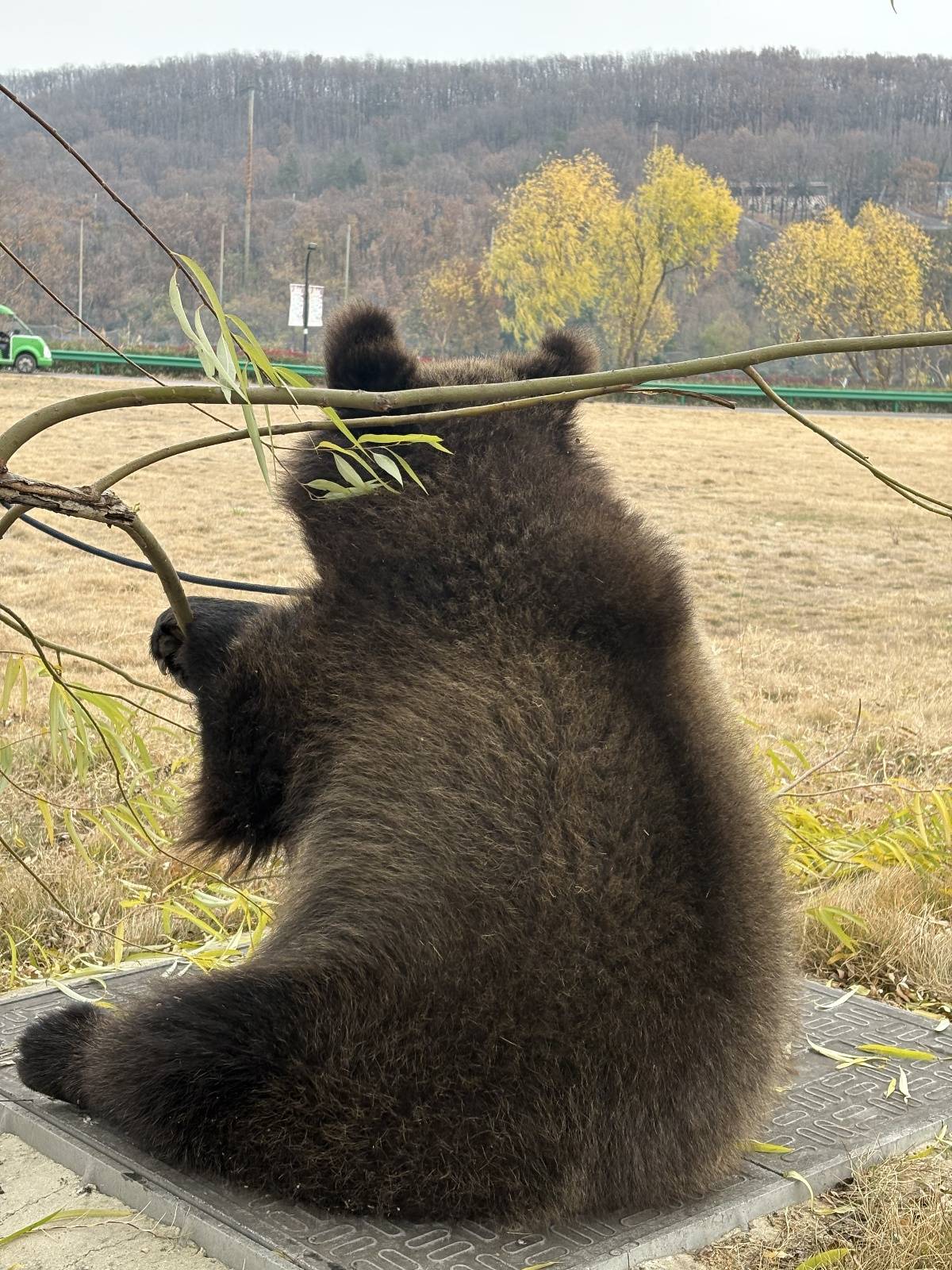 武漢女飼養(yǎng)員與棕熊“打架”引熱議，回應(yīng)：為了它以后更好融入大熊區(qū)，有意識(shí)地訓(xùn)練