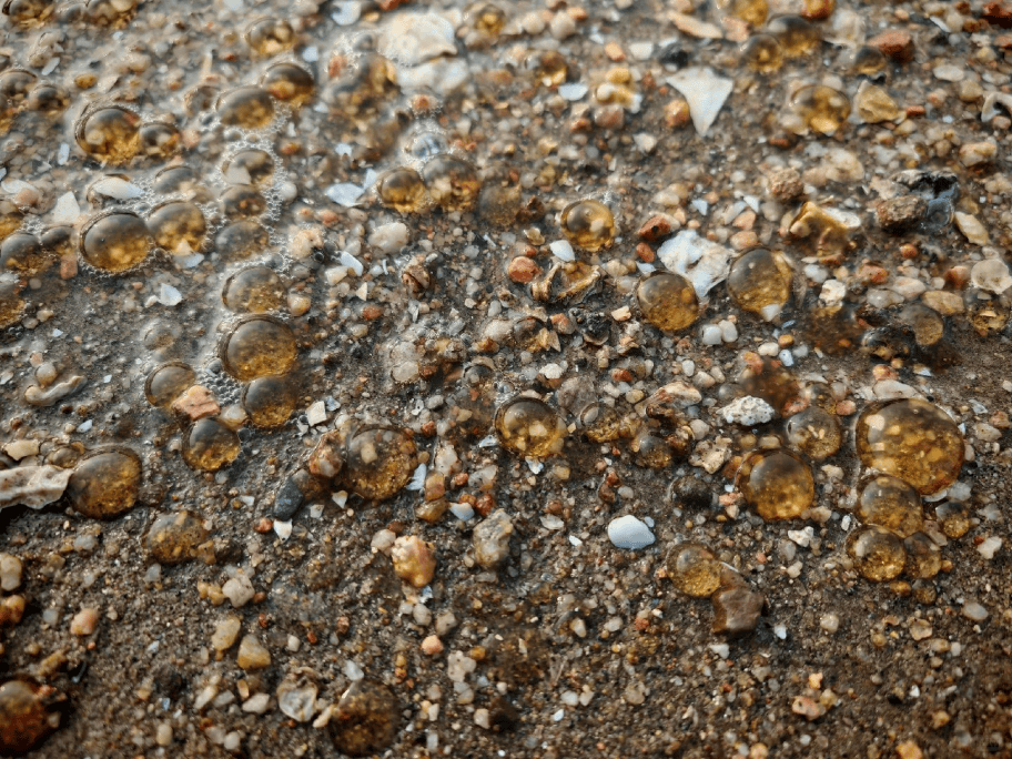 海邊密集出現(xiàn)“爆爆珠”？廣州、深圳等多地發(fā)布提醒