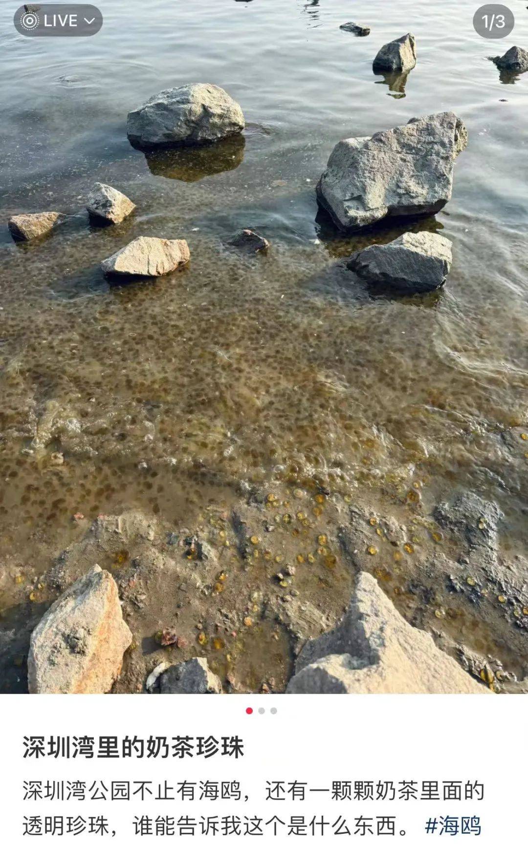 海邊密集出現(xiàn)“爆爆珠”？廣州、深圳等多地發(fā)布提醒