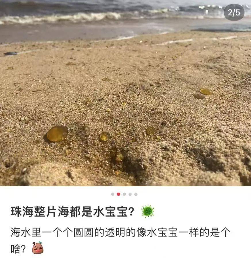 海邊密集出現(xiàn)“爆爆珠”？廣州、深圳等多地發(fā)布提醒