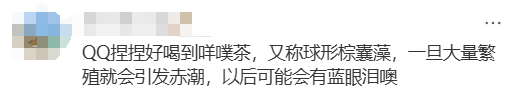 海邊密集出現(xiàn)“爆爆珠”？廣州、深圳等多地發(fā)布提醒