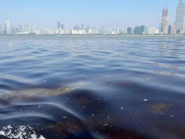 海邊密集出現(xiàn)“爆爆珠”？廣州、深圳等多地發(fā)布提醒