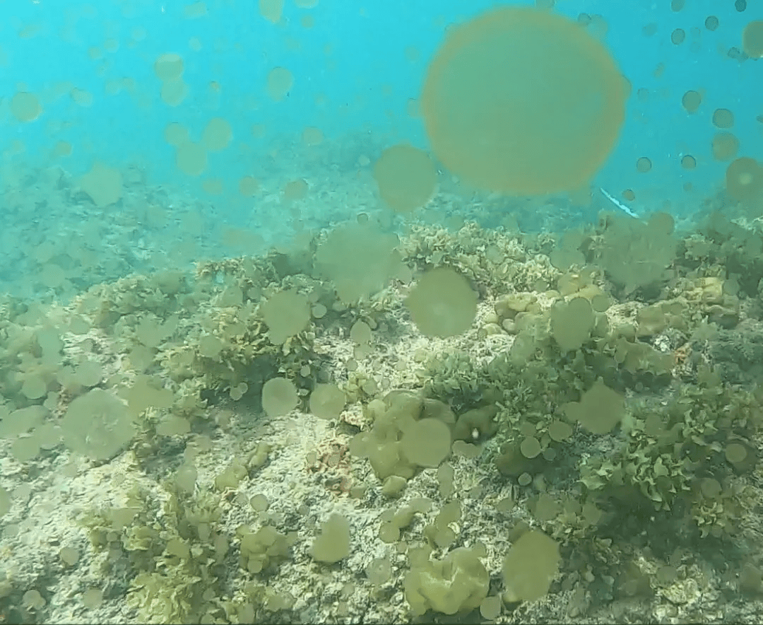海邊密集出現(xiàn)“爆爆珠”？廣州、深圳等多地發(fā)布提醒