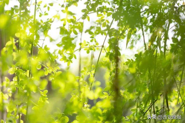 25℃+！西安“火箭式”升溫！但需警惕→