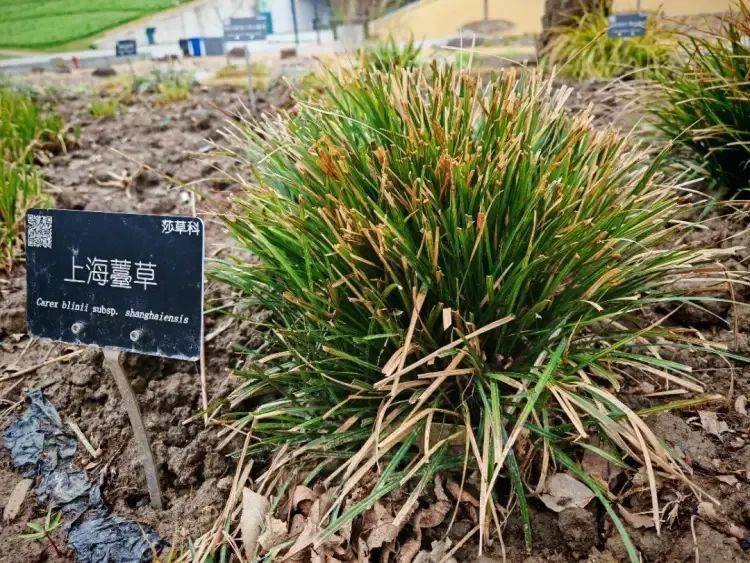 150年后重遇，消失已久的“上海原住民”被發(fā)現(xiàn)！