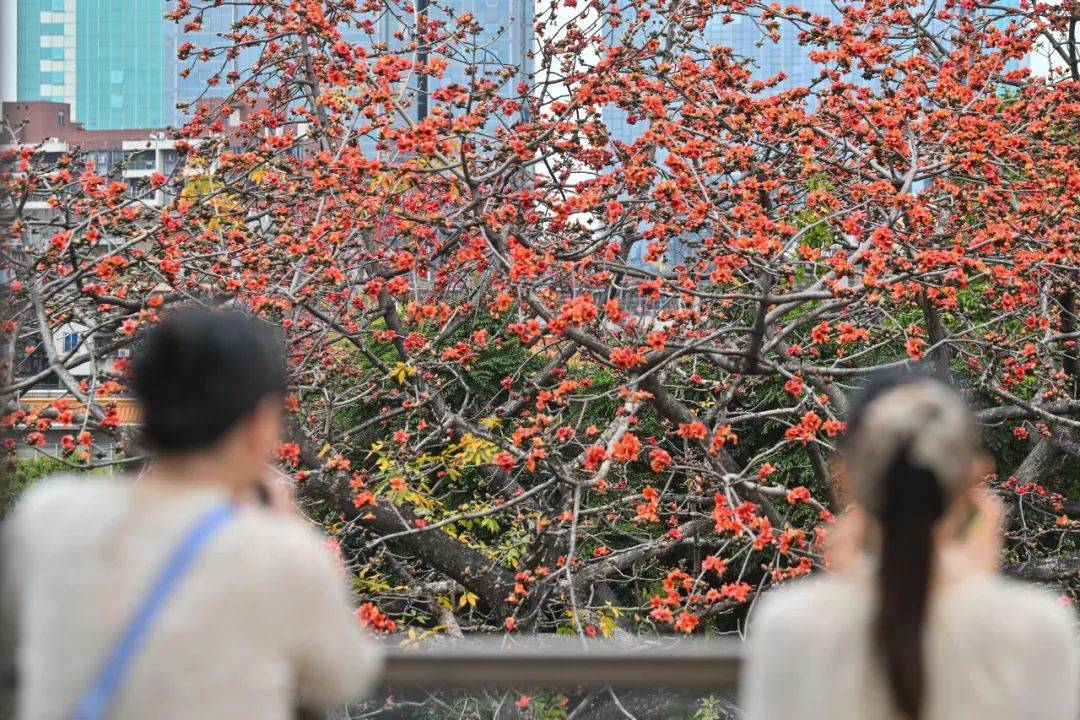 冷空氣+暴雨來襲！廣州低至11℃，就在本周……
