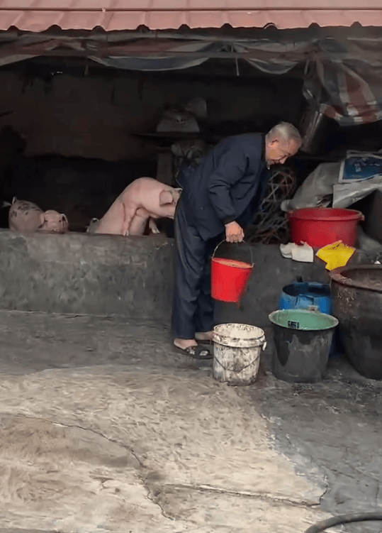 潮汕一孫女怕78歲爺爺無聊給他買了兩頭豬：豬被養(yǎng)得干凈粉嫩，享受和孫女一樣的待遇