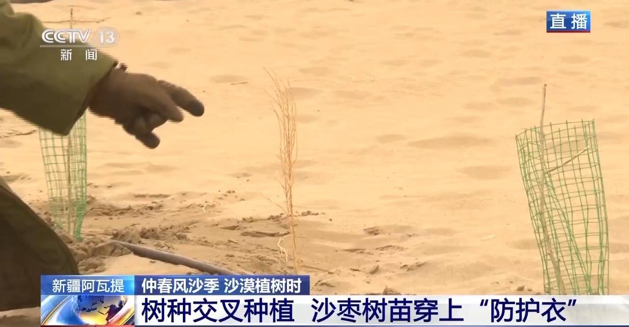 “鎖邊”→“擴(kuò)邊” 塔克拉瑪干沙漠植樹造綠迎來新進(jìn)展