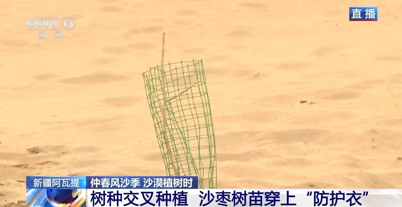 “鎖邊”→“擴(kuò)邊” 塔克拉瑪干沙漠植樹造綠迎來新進(jìn)展
