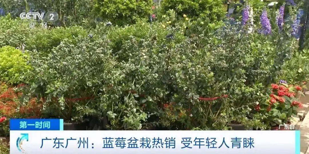 大降價！從100多元一斤到9.9元一盒