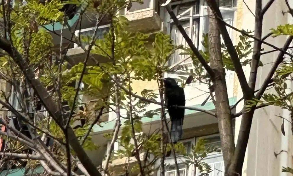 “周末想睡個懶覺都不行”，有多少深圳人被這種鳥吵到神經(jīng)衰弱