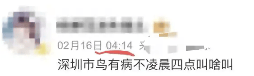 “周末想睡個懶覺都不行”，有多少深圳人被這種鳥吵到神經(jīng)衰弱