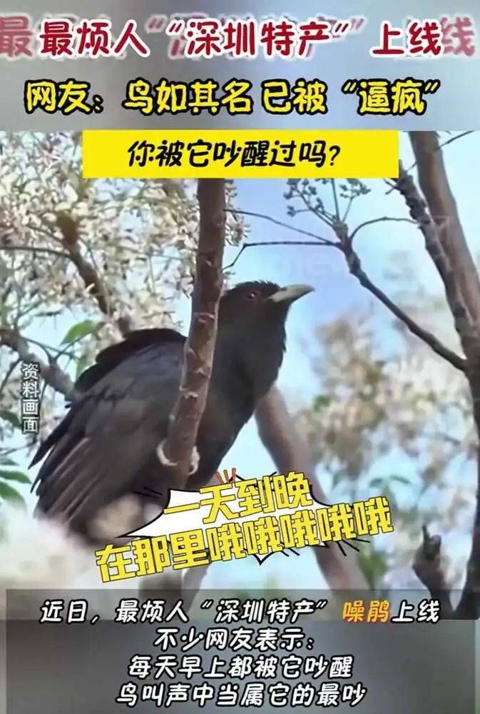 “周末想睡個懶覺都不行”，有多少深圳人被這種鳥吵到神經(jīng)衰弱