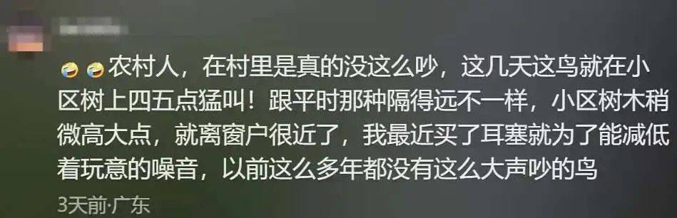“周末想睡個懶覺都不行”，有多少深圳人被這種鳥吵到神經(jīng)衰弱