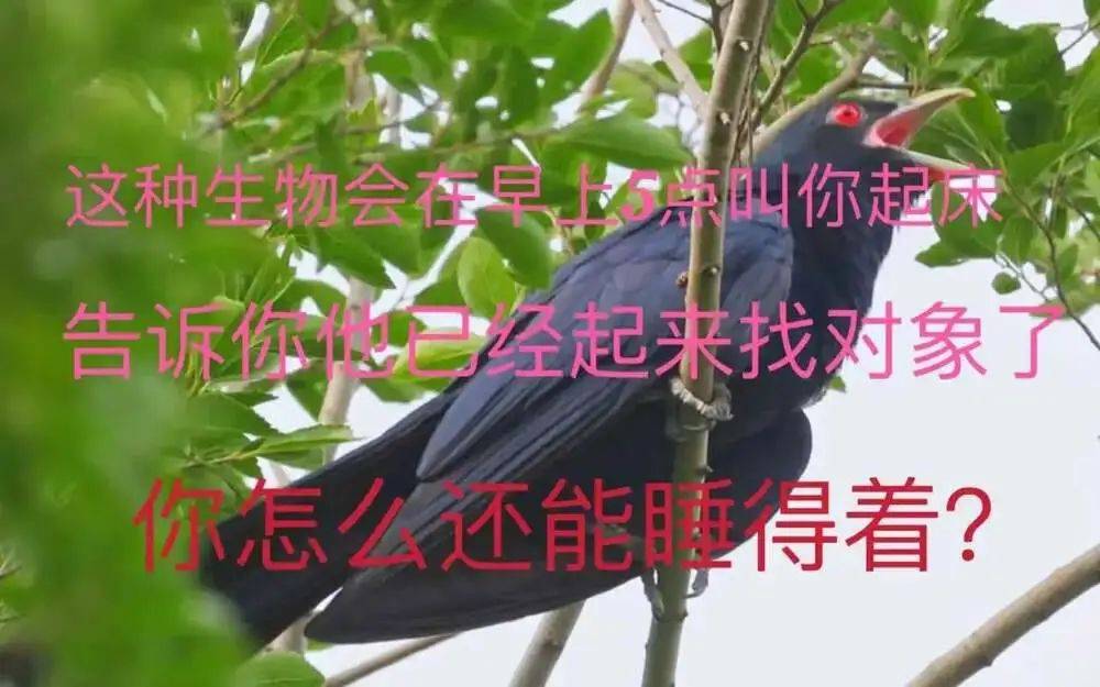 “周末想睡個懶覺都不行”，有多少深圳人被這種鳥吵到神經(jīng)衰弱
