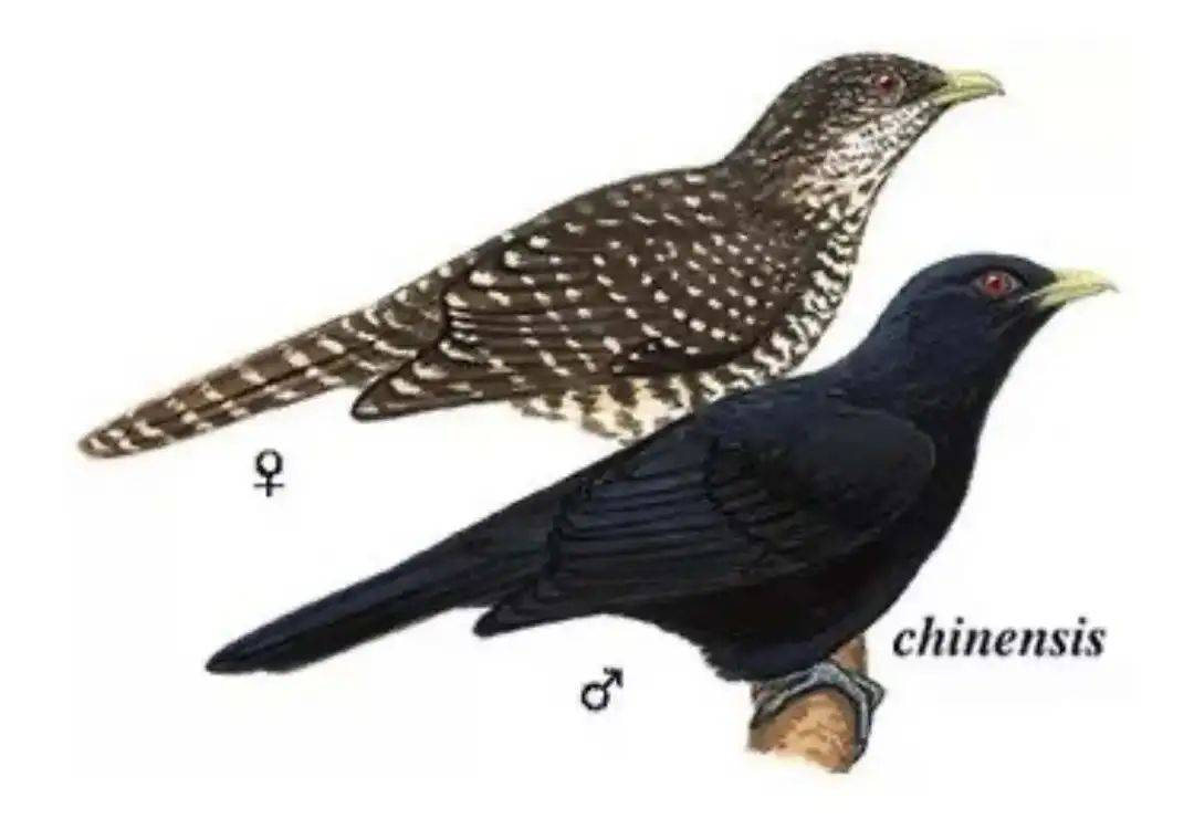 “周末想睡個懶覺都不行”，有多少深圳人被這種鳥吵到神經(jīng)衰弱
