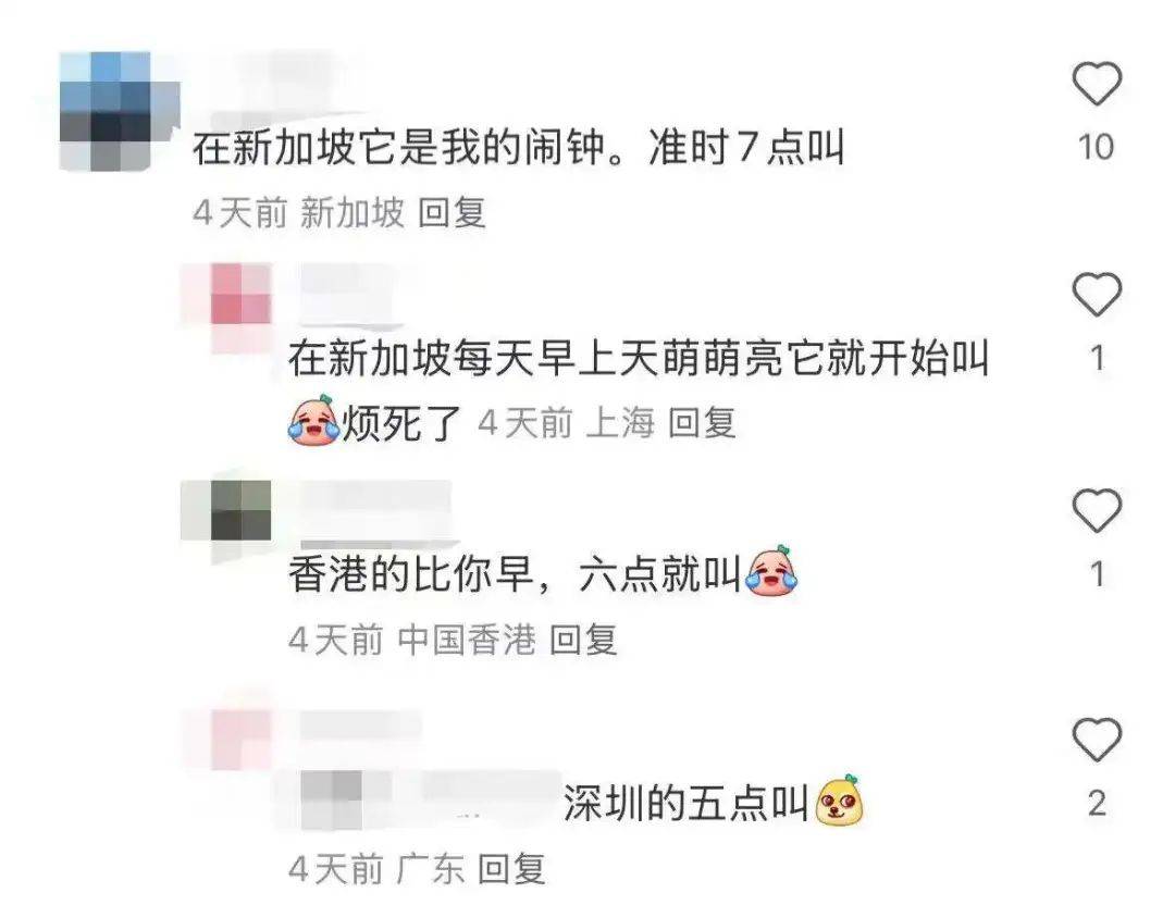 “周末想睡個懶覺都不行”，有多少深圳人被這種鳥吵到神經(jīng)衰弱