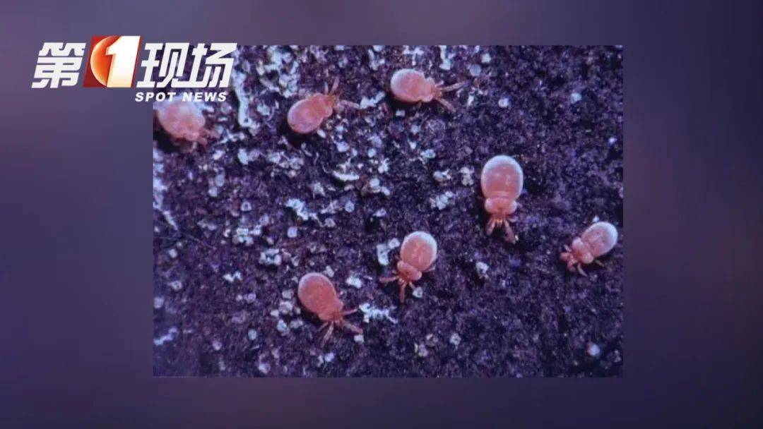 穿長袖！穿長袖！深圳入夏后，出門務必注意→