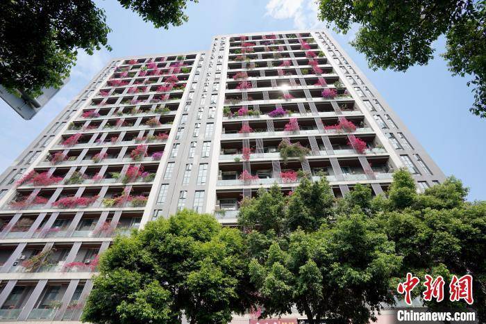 成都一棟30層高居民樓被三角梅扮靚