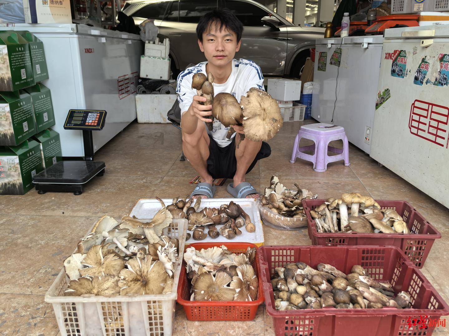 “天價”雞樅調(diào)查：最貴賣到1800元/公斤！雨水少致產(chǎn)量低，多地價高客少