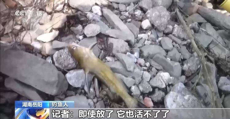 保護(hù)區(qū)里的“瘋狂垂釣”屢禁不止！記者調(diào)查